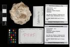 Foto (Objekt + Etikett) von Galatheites sp.  (NHMW-GEO-2014-0194-0585)